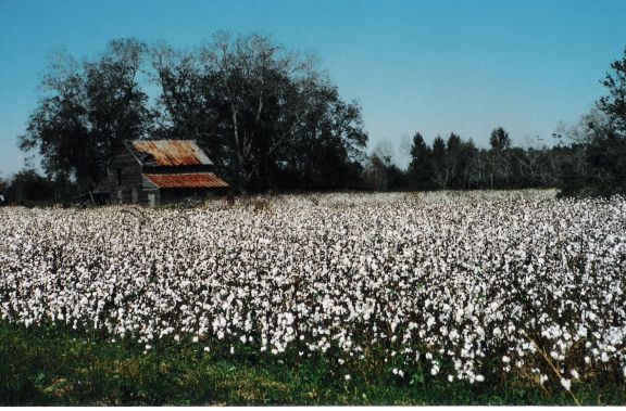 Bamberg SC
                    cotton field
