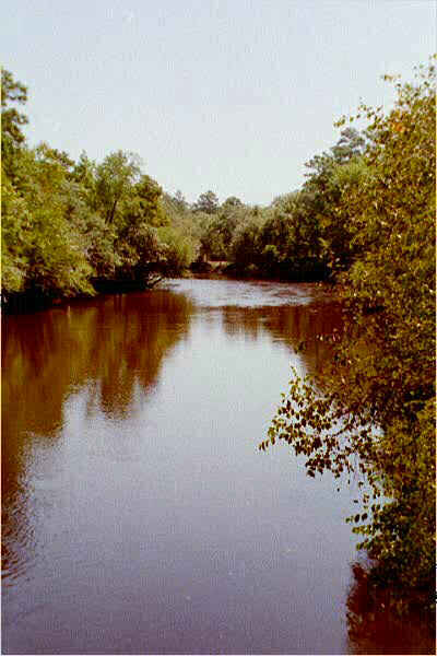 Edisto River 1